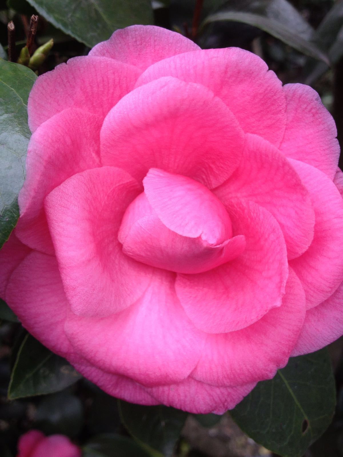 CAMELLIA JAPONICA FIORE